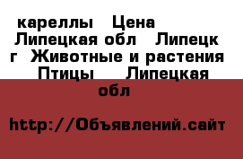 кареллы › Цена ­ 2 000 - Липецкая обл., Липецк г. Животные и растения » Птицы   . Липецкая обл.